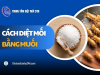 TOP 3 cách diệt mối bằng muối ĐƠN GIẢN mà hiệu quả