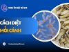 Hướng dẫn cách diệt mối cánh HIỆU QUẢ mà đơn giản