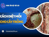 Cách diệt mối cho cây trồng TẬN GỐC xử lý nhanh chóng