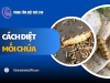 5 cách diệt mối chúa cực kỳ HIỆU QUẢ mà bạn cần biết