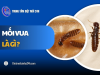 Mối vua là gì? Đặc điểm tác hại và cách TIÊU DIỆT
