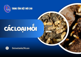 Các loại mối thường gặp tại Việt Nam