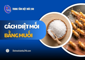 TOP 3 cách diệt mối bằng muối ĐƠN GIẢN mà hiệu quả