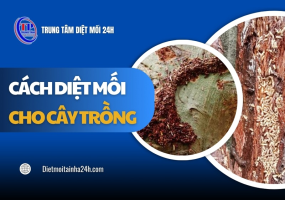 Cách diệt mối cho cây trồng TẬN GỐC xử lý nhanh chóng