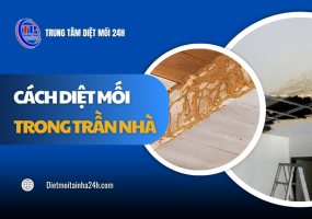 4 cách diệt mối trong trần nhà hiệu quả mà AN TOÀN