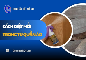 Tổng hợp 7 cách diệt mối trong tủ quần áo HIỆU QUẢ