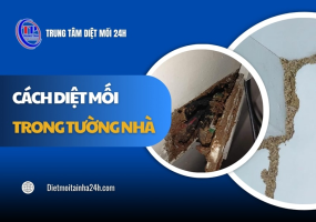 Cách diệt mối trong tường nhà ĐƠN GIẢN mà an toàn