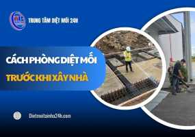 Cách phòng diệt mối trước khi xây nhà hiệu quả AN TOÀN