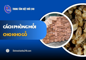 Cách phòng mối cho kho gỗ hiệu quả bảo vệ LÂU DÀI