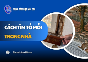 Cách tìm tổ mối trong nhà hiệu quả & xử lý TRIỆT ĐỂ