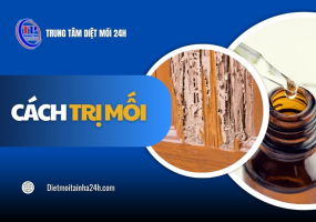 Cách trị mối HIỆU QUẢ: Mẹo dân gian & phương pháp hóa sinh
