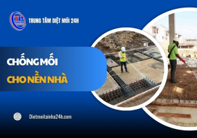 Hướng dẫn cách chống mối cho nền nhà mới xây HIỆU QUẢ