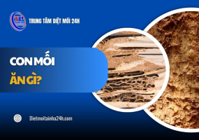 Con mối ăn gì? Những vật liệu dễ bị mối TẤN CÔNG