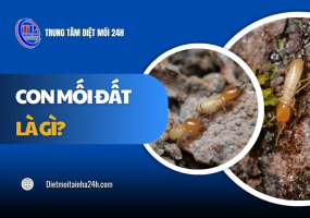 Con mối đất là gì? Dấu hiệu nhận biết và cách TIÊU DIỆT
