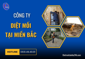 Công ty diệt mối tại miền Bắc