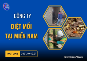 Công ty diệt mối tại miền Nam