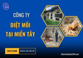 Công ty diệt mối tại miền Tây