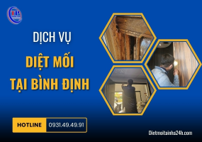 Dịch vụ diệt mối tại Bình Định
