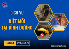 Dịch vụ diệt mối tại Bình Dương