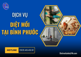 Dịch vụ diệt mối tại Bình Phước
