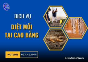Dịch Vụ Diệt Mối Tại Cao Bằng Hiệu Quả, Giá Rẻ