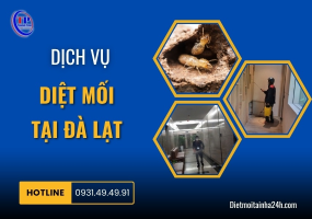 Dịch vụ diệt mối tại Đà Lạt