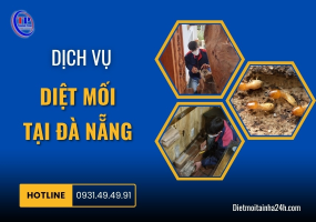 Dịch vụ diệt mối tại Đà Nẵng