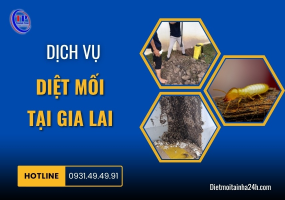 Dịch vụ diệt mối tại Gia Lai
