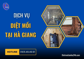 Dịch vụ diệt mối tại Hà Giang