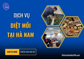 Dịch vụ diệt mối tại Hà Nam