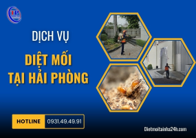 DỊCH VỤ DIỆT MỐI TẠI TP HẢI PHÒNG HIỆU QUẢ UY TÍN