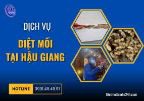 Dịch vụ diệt mối tại Hậu Giang