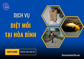 Dịch vụ diệt mối tại Hòa Bình