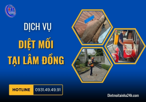 Dịch vụ diệt mối tại Lâm Đồng
