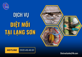 Dịch Vụ Diệt Mối Tại Lạng Sơn Hiệu Quả, Giá Rẻ