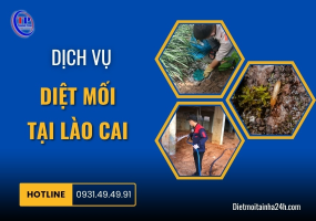 Dịch vụ diệt mối tại Lào Cai