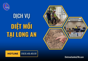 DỊCH VỤ DIỆT MỐI TẠI LONG AN HIỆU QUẢ UY TÍN      