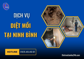 Dịch vụ diệt mối tại Ninh Bình