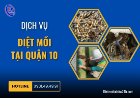 Dịch vụ diệt mối tại Quận 10