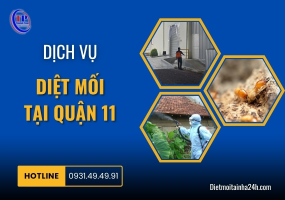 Dịch vụ diệt mối tại Quận 11