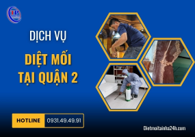 Dịch vụ diệt mối tại Quận 2