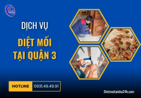 Dịch vụ diệt mối tại Quận 3