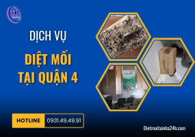 Dịch vụ diệt mối tại Quận 4