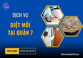 Dịch vụ diệt mối tại Quận 7