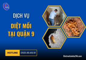 Dịch vụ diệt mối tại Quận 9