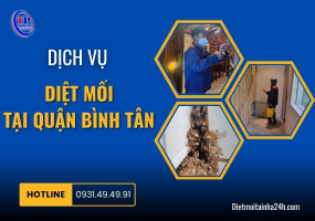 Dịch vụ diệt mối tại Quận Bình Tân