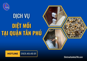 Dịch vụ diệt mối tại Quận Tân Phú
