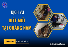 Dịch vụ diệt mối tại Quảng Nam