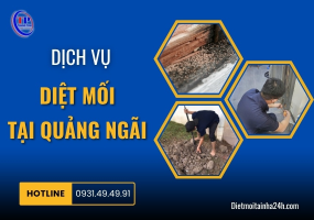 Dịch vụ diệt mối tại Quảng Ngãi