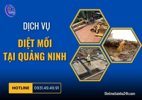 Dịch vụ diệt mối tại Quảng Ninh